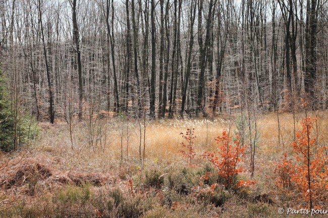 Une photo, une histoire #5 : Sur les hauteurs de Hotton, Belgique