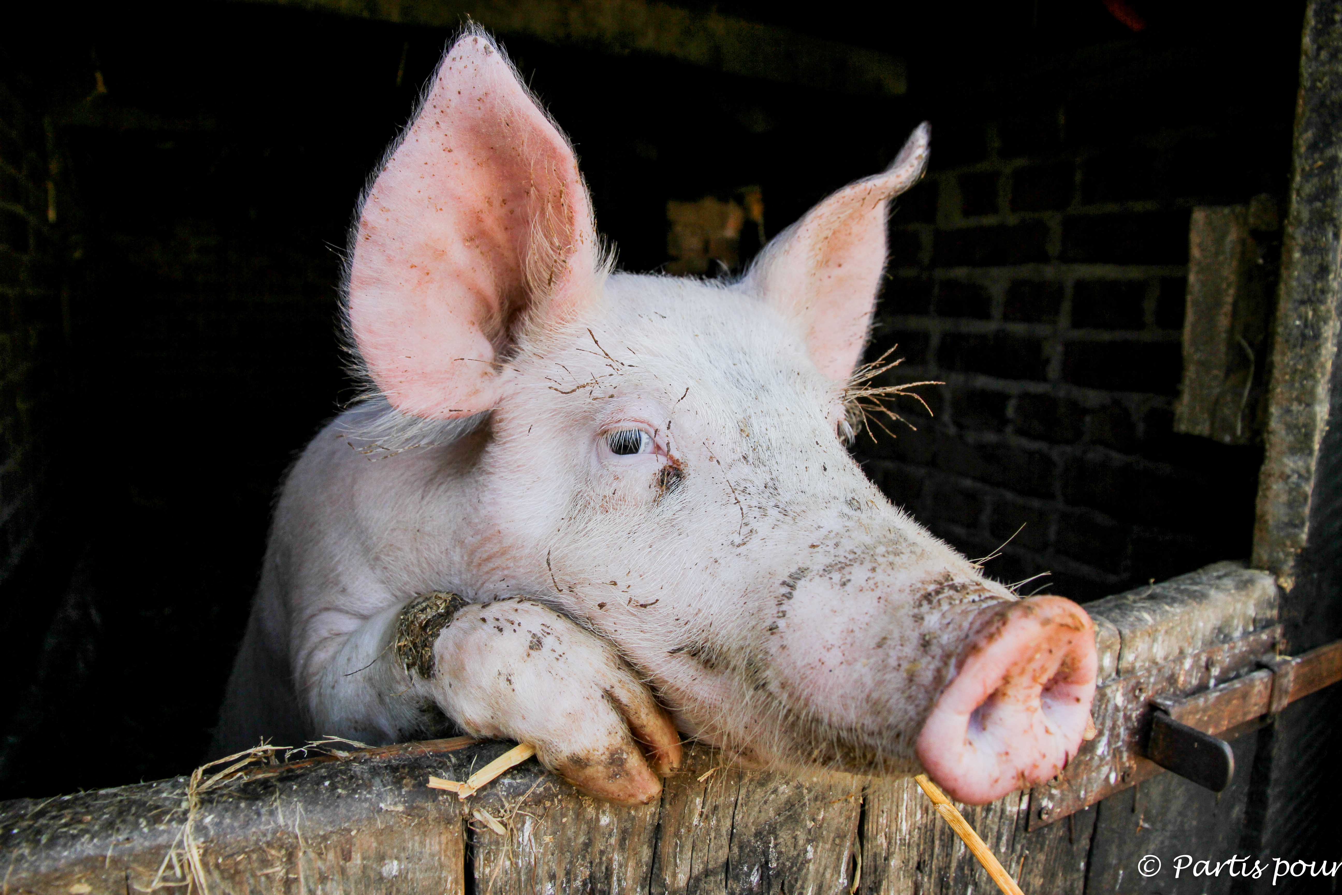 Cochon, Ecomusée d'Alsace, Ungersheim, France Une photo, une histoire