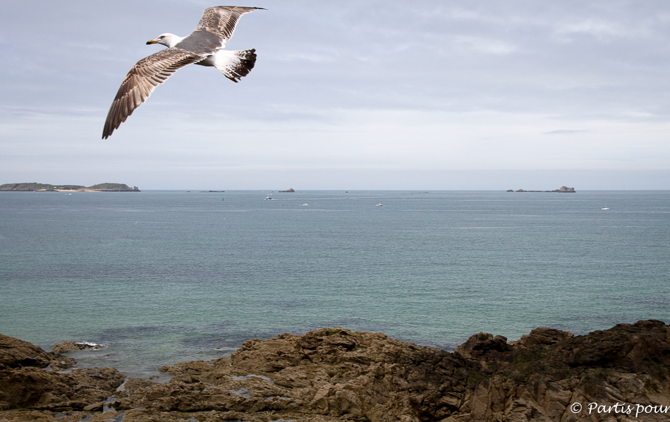 Mouette de Saint-Malo, Festival des Etonnants Voyageurs