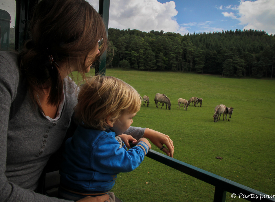 Réserve animalière, Han-Sur-Lesse. Domaine des Grottes de Han. Activités aux environs de Durbuy