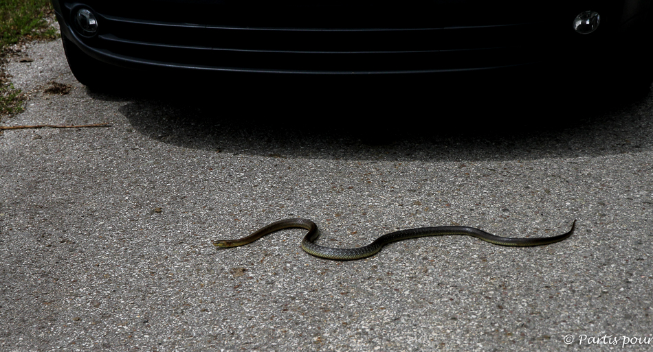 Cinq jours sur les routes de l'Herzégovine. Rencontre avec un serpent