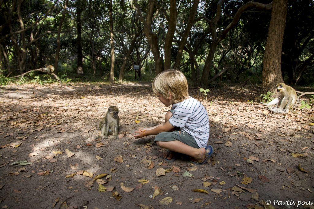 Bijilo Forest Park en Gambie... Discuter avec les vervets