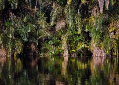 Parc National de la Salonga, République démocratique du Congo