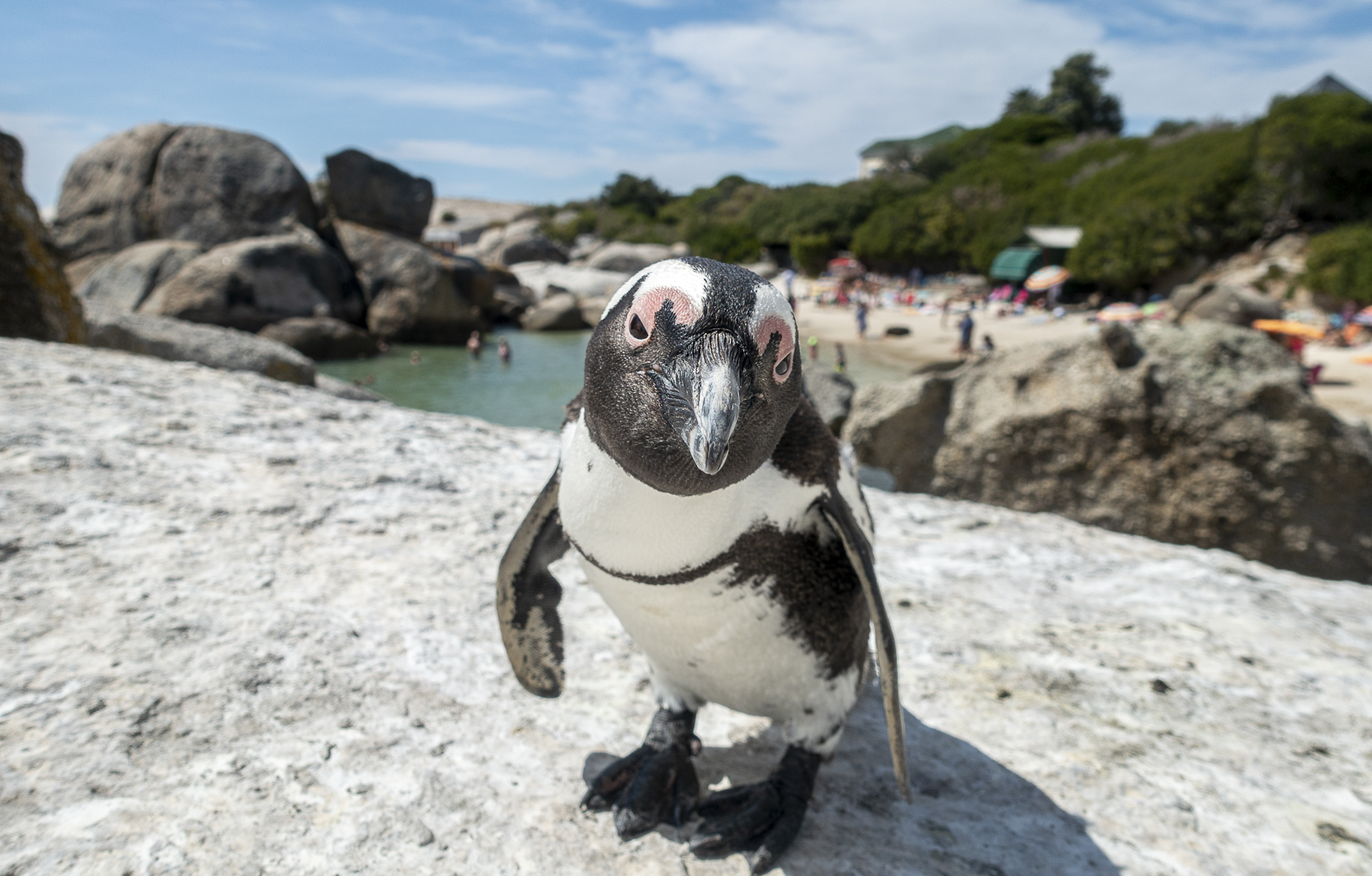 Boulders Beach, Simon's Town, Afrique du Sud - Partis pour