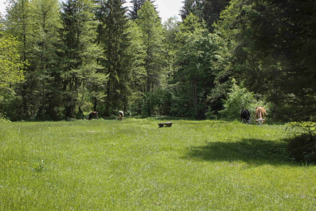Vie-Camp_Zelenkovac_Bosnie_PartisPour Rencontre autour du Camp Zelenkovac. Itinéraire d'un road trip en Bosnie avec un enfant. Partis Pour